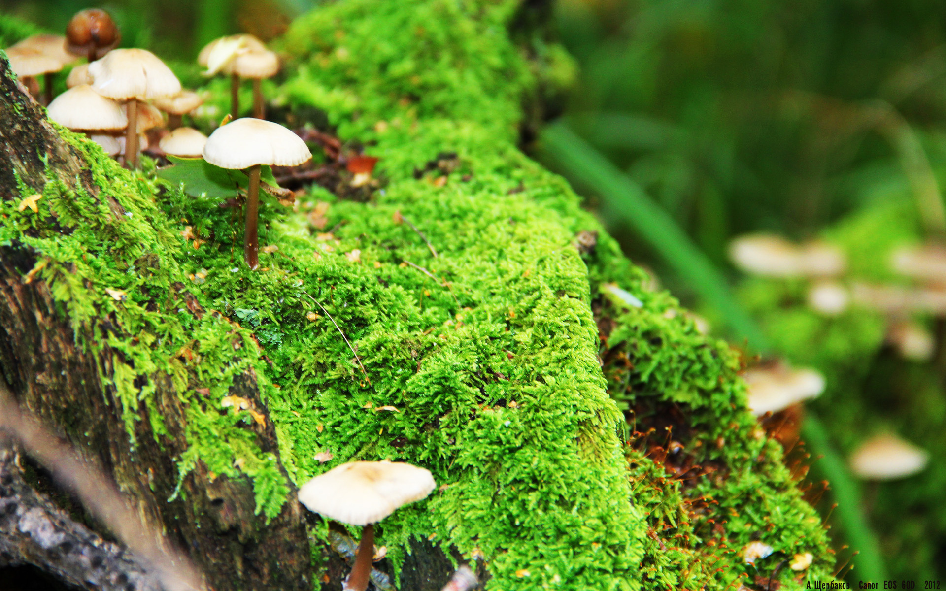 球场“梦幻组合”，他们的合作让对手闻风丧胆，梦幻足球场