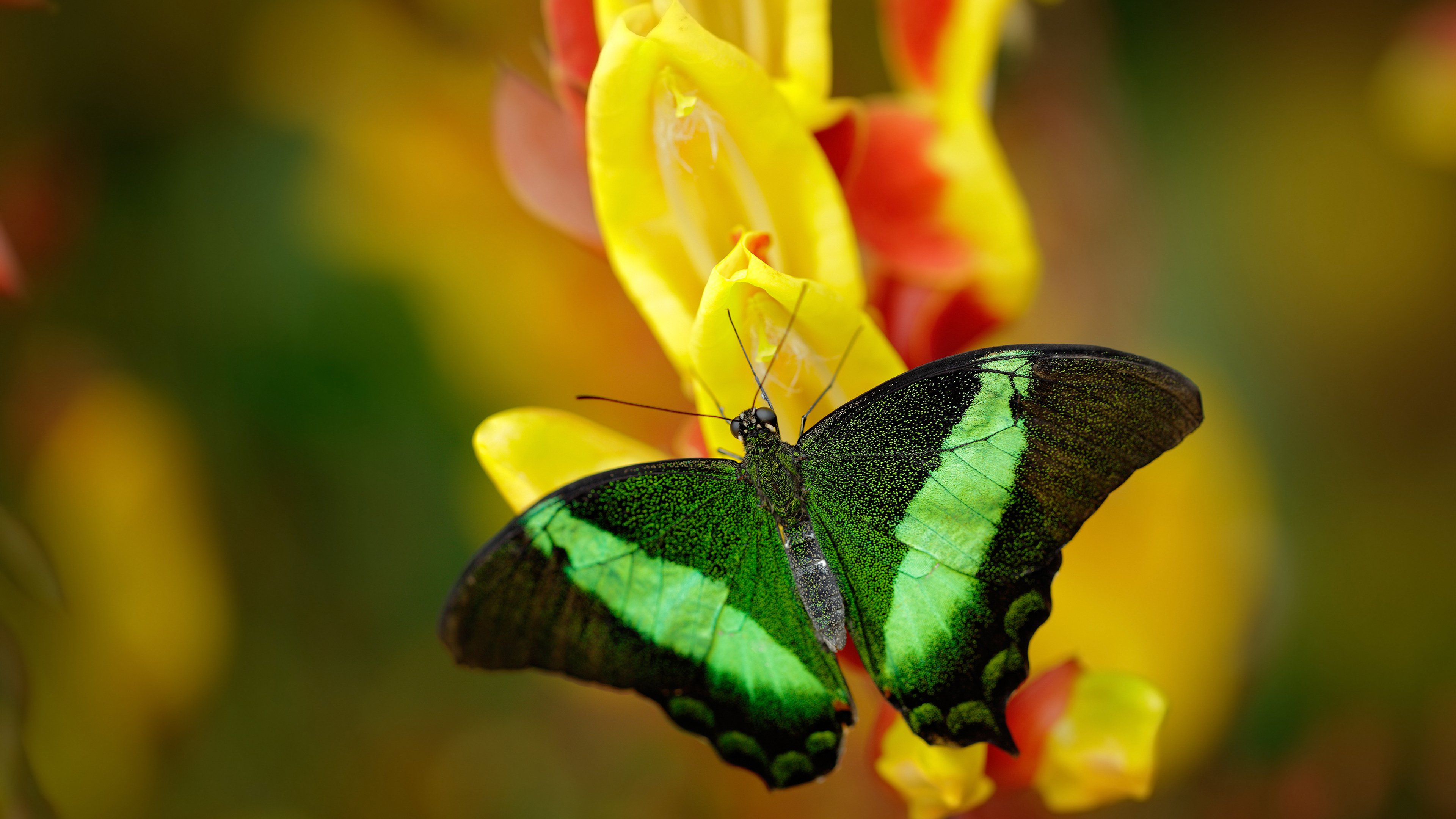 强强对话！欧洲杯预选赛中的势均力敌，欧洲杯 预选赛