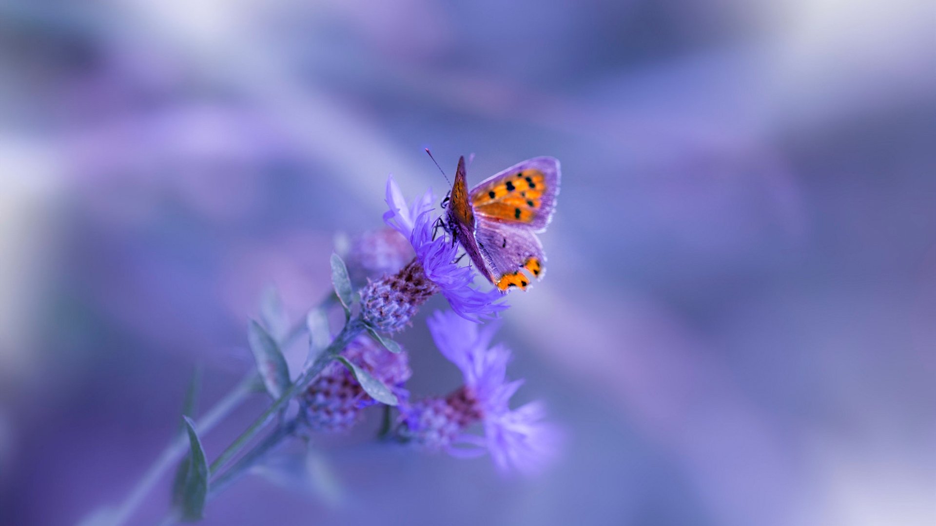 切尔西守门员扑救数次救主成比赛焦点，切尔西的门将是谁